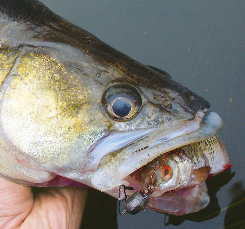 Ruilhandel steno lint Snoekbaars vissen vanaf de kant - 10 tips - Beet Magazine