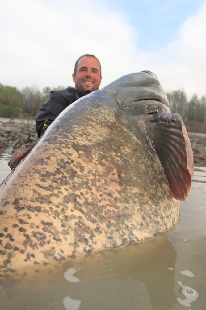 Bij een lengte van 238 cm was de 102 kilogram zware vis relatief kort voor haar gewicht. 