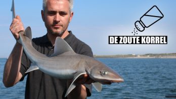 Vissen op Nederlandse haai