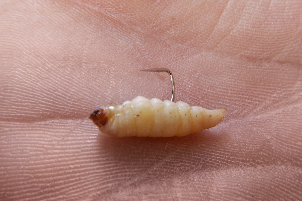 Wanneer je de kop van de larve terug op het bledje van de haak geschoven hebt, is de roterende, enkele larve gereed om ingezet te worden.