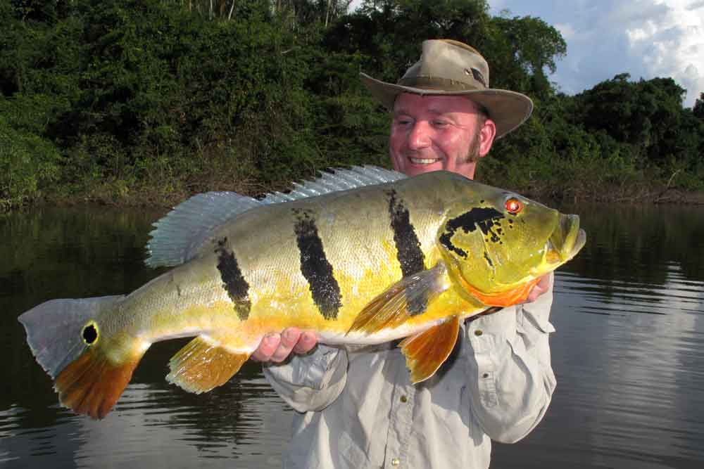 Deze peacock bass is erg populair bij vooral Amerikaanse en Europese sportvissers, doordat hij zo groot kan worden.