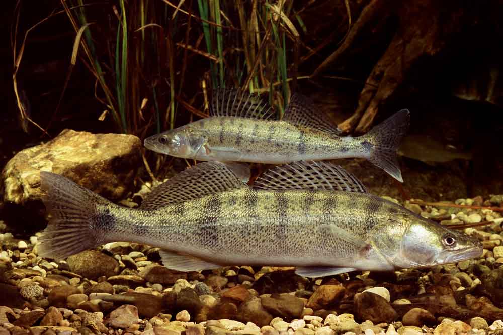 Bij weinigen is bekend dat snoekbaars oorspronkelijk een uitheemse vissoort was.