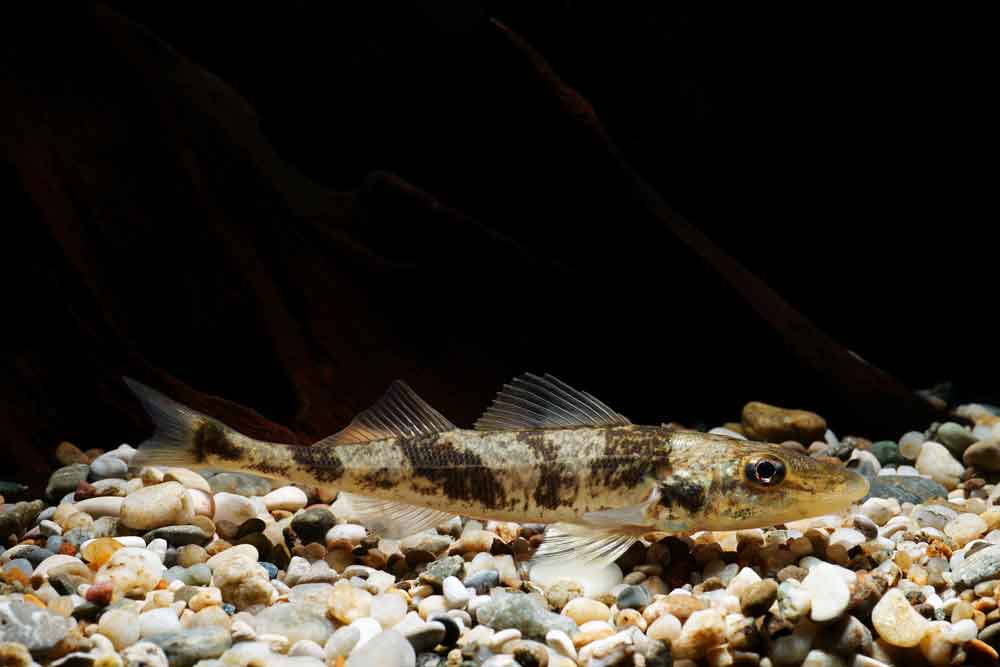 De zingel (Zingel zingel) is een straalvinnige vissensoort uit de familie van de echte baarzen (Percidae). 