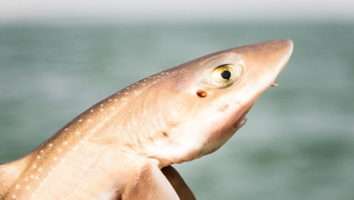 SHARKATAG 2019: Haaien vangen voor onderzoek!