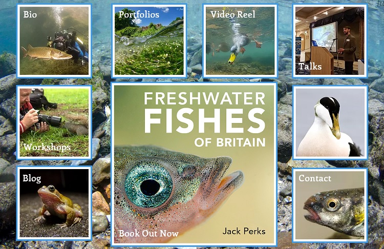 Enfin: geniet van de mooie beelden van deze ‘gobies, shannies & pipefish’…