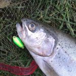 Spoons: Actief vissen op forel