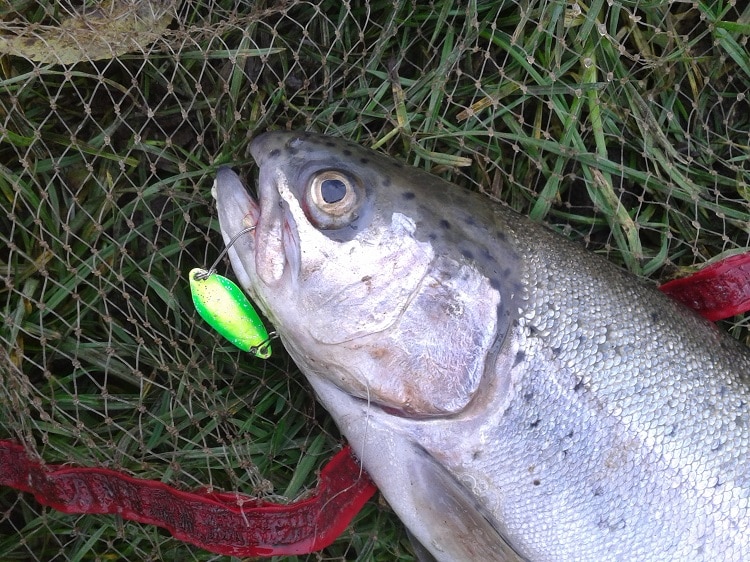 Bevestigen aan uitblinken Naar behoren Spoons: Actief vissen op forel - Beet Magazine