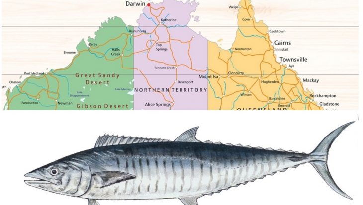 Spanish mackerel doodt sportvisser in Australië
