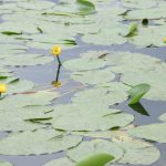 Zomerse karpertips – 4