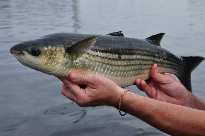 m_1020BEET09_noordzeekanaal-09