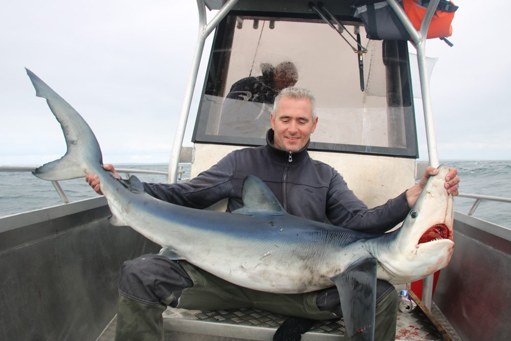 Vergissing Razernij pakket Blauwe haai op strand van Ouddorp in Zuid-Holland - Beet Magazine