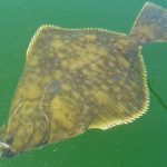 Botten vanuit de kaboat