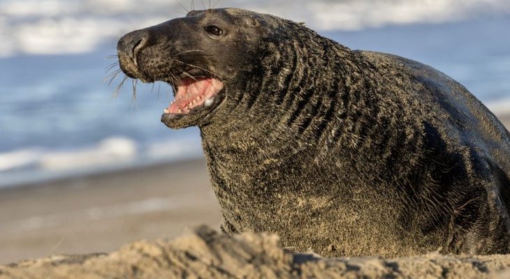 Populatie van grijze zeehond in Waddenzee blijft groeien