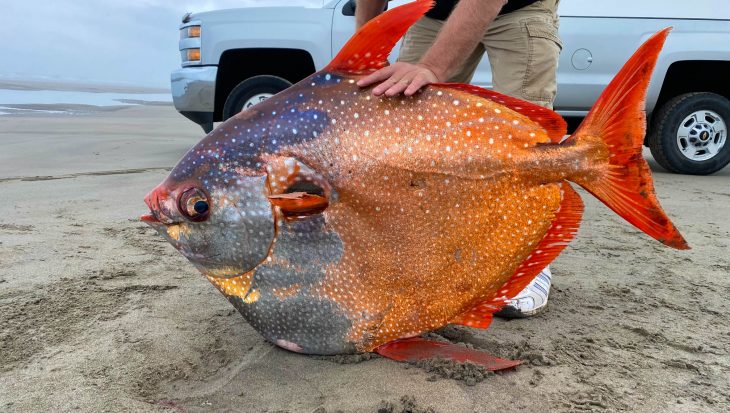 Kleurrijke Opah fish spoelt aan op Oregon beach