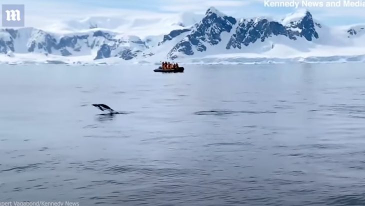 Slimme ezelspinguin ontsnapt aan slimme orka’s