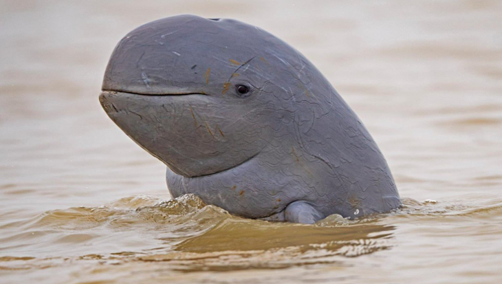 Goedlachse Irrawaddy dolfijn ernstig bedreigd