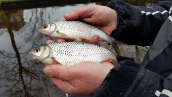 Winter in aantocht: de havenvisserij op witvis kan iedereen