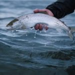 Tip & tricks: met de spinhengel en tubeflies op zeeforel