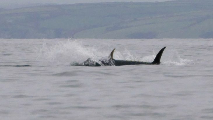 The Lone Kayaker: naar de jagende tonijnen van Cornwall