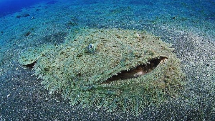 Pas op voor de wobbegong: haai met een Nederlands tintje