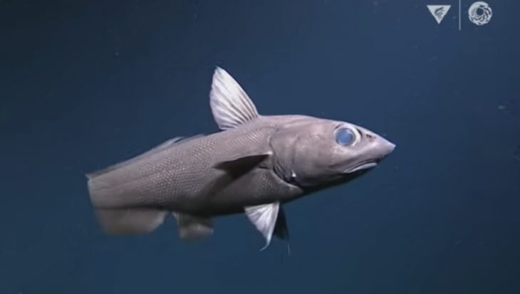 De bizarre vissoorten en dieren van de diepzee