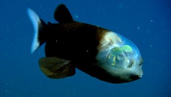 Zeldzame diepzeebeelden van de 'doorzichtige' Barreleye fish