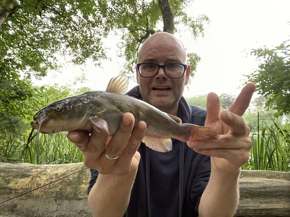 Catfish  Treffersfishing