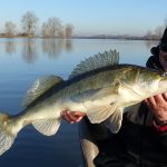 Actief op snoekbaars en roofblei