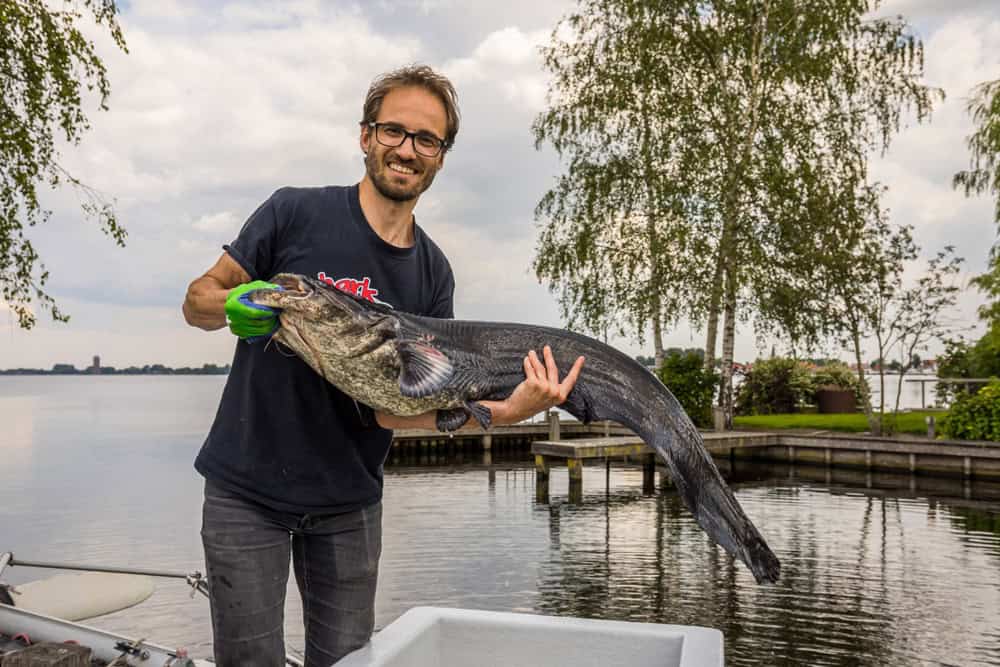 Projectleider Emiel Derks (Sportvisserij Nederland) met een tijdens het onderzoek gevangen exemplaar.
