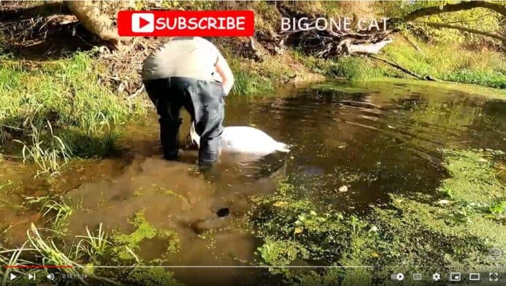 Big One Cat Video: Meerval versus otter