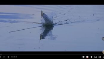 Video: Topwater fishing ‘the craziest attacks’