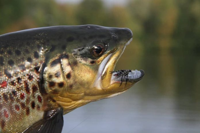 Deze is te vinden aan de achterkant van de forelvijvers, bij het Snake Lake en de werkplaats. De Lodge is te herkennen aan het rode afdak.