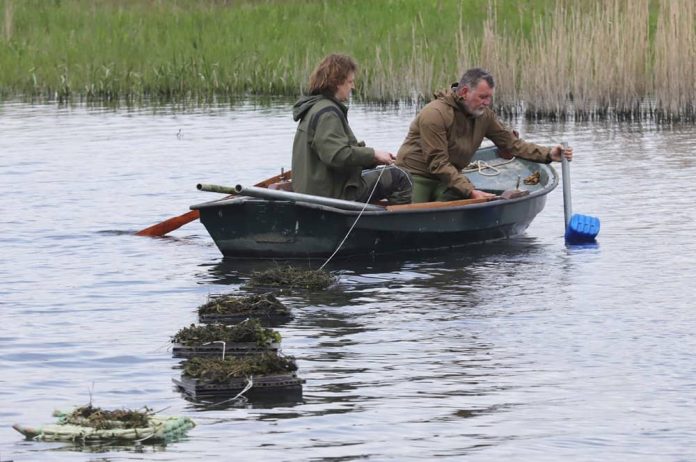 De nestplaatsen worden op voldoende diep water geplaatst, buiten het bereik van reigers en vossen.