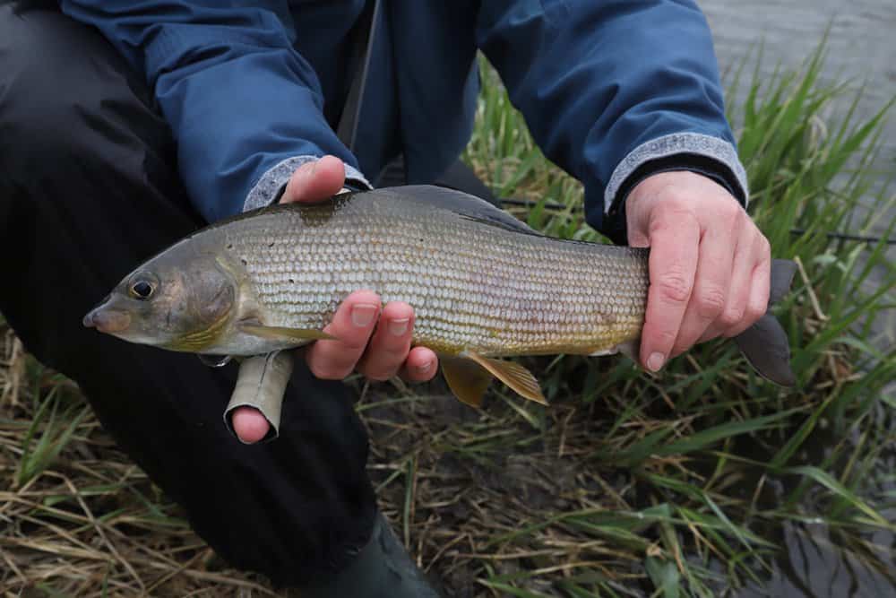 Het vliegvisseizoen op de beken, rivieren en meren in Oostenrijk begint doorgaans in maart, april of mei en loopt meestal door tot in oktober, dit met enkele uitzonderingen.