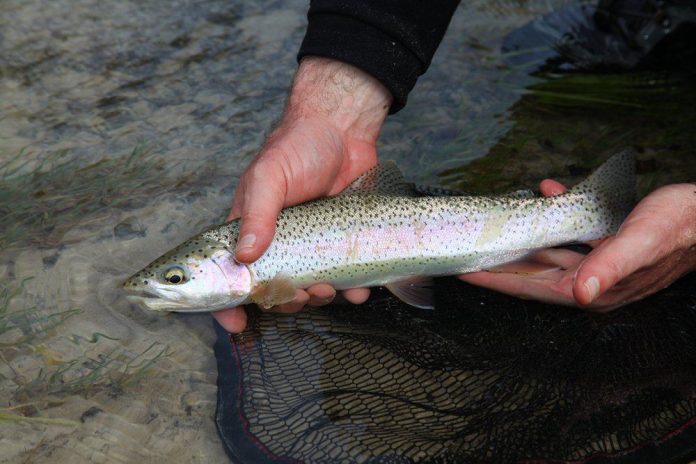 Met de donderende bergbeken, de glasheldere rivieren en meren, waarin je bruine forellen, regenboogforellen, bronforellen, beekridders en vlagzalmen kunt vinden, is Oostenrijk een droombestemming voor elke vliegvisser volgens de Fish & Travel website!