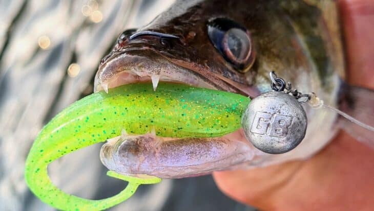 Green Bass Fishing: Catch ‘Em Clean!