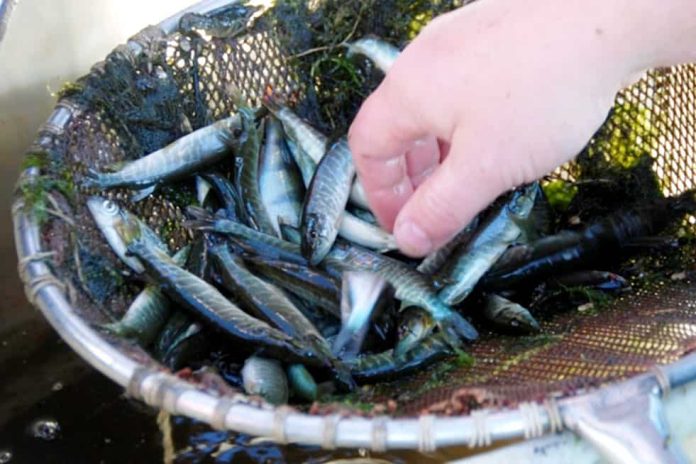 Delfland is trots op 1600 jonge snoekjes die vorige week zijn opgevist uit de snoekenpaaiplaatsen bij de Zeven Gaten in De Lier en in de Oranjebuitenpolder bij Hoek van Holland.