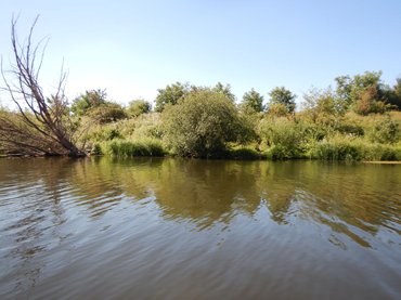 Ondiepe uiterwaardplas (Bron: Y. Verstijnen)