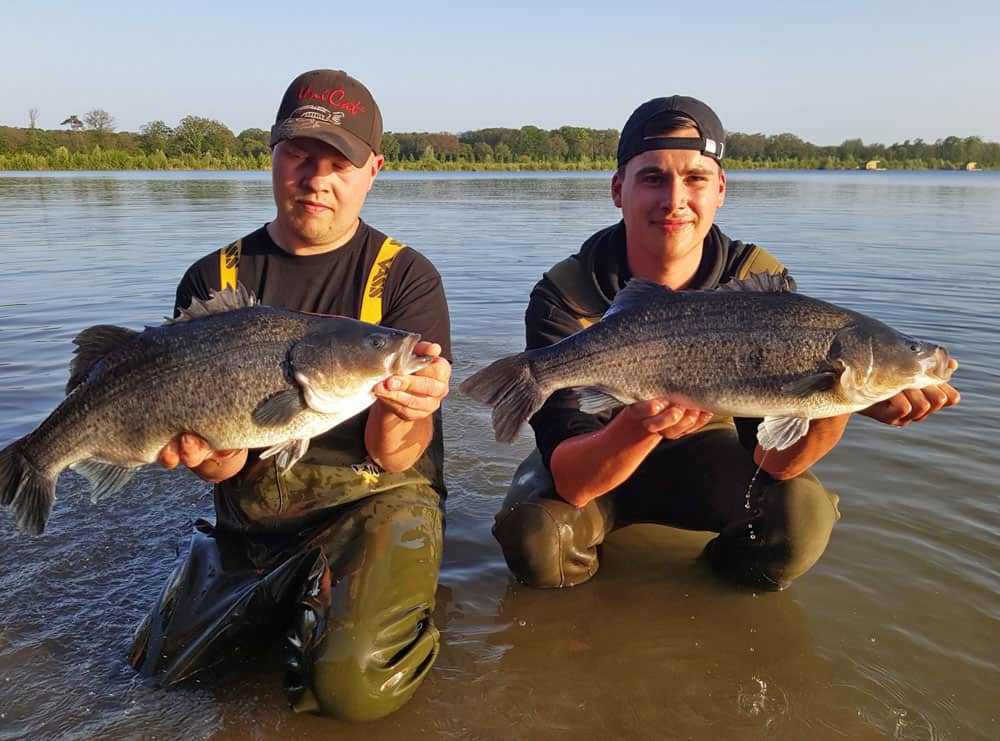 De stripers zijn ware vechtersbazen aan de werphengel of vliegenhengel!