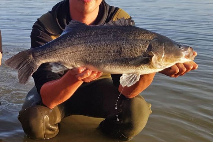 Afgelopen maand heeft Fishing Adventure stripers met een gewicht van rond de vier kilogram uitgezet.