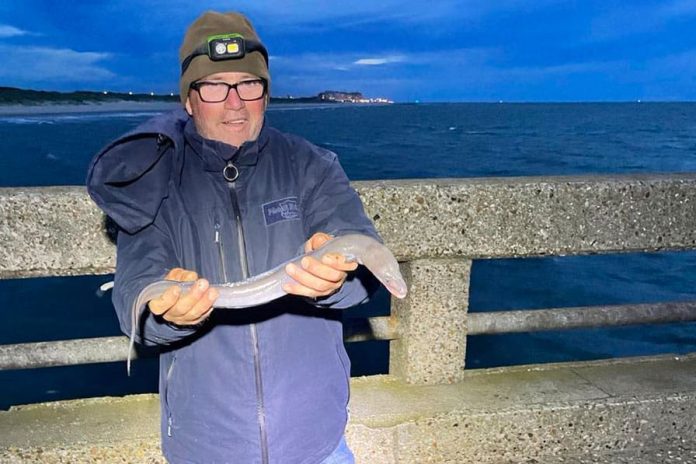 De voorbije jaren kwamen er al meerdere meldingen uit Nederland, met name vanuit het havengebied van IJmuiden, maar gisteren dook er ook een exemplaar op in België.