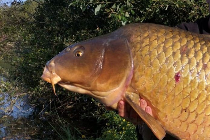 Médéric, een Franse gast van The Carp Specialist, ving in juli deze geweldige schubkarper vanaf stek 9 op het bekende Franse betaalwater Livardiere - Big Lake.