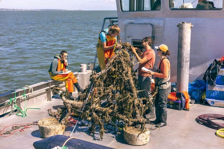 Zes perenbomen vormen een piramidevormig rif van drie kubieke meter (Bron: NIOZ)