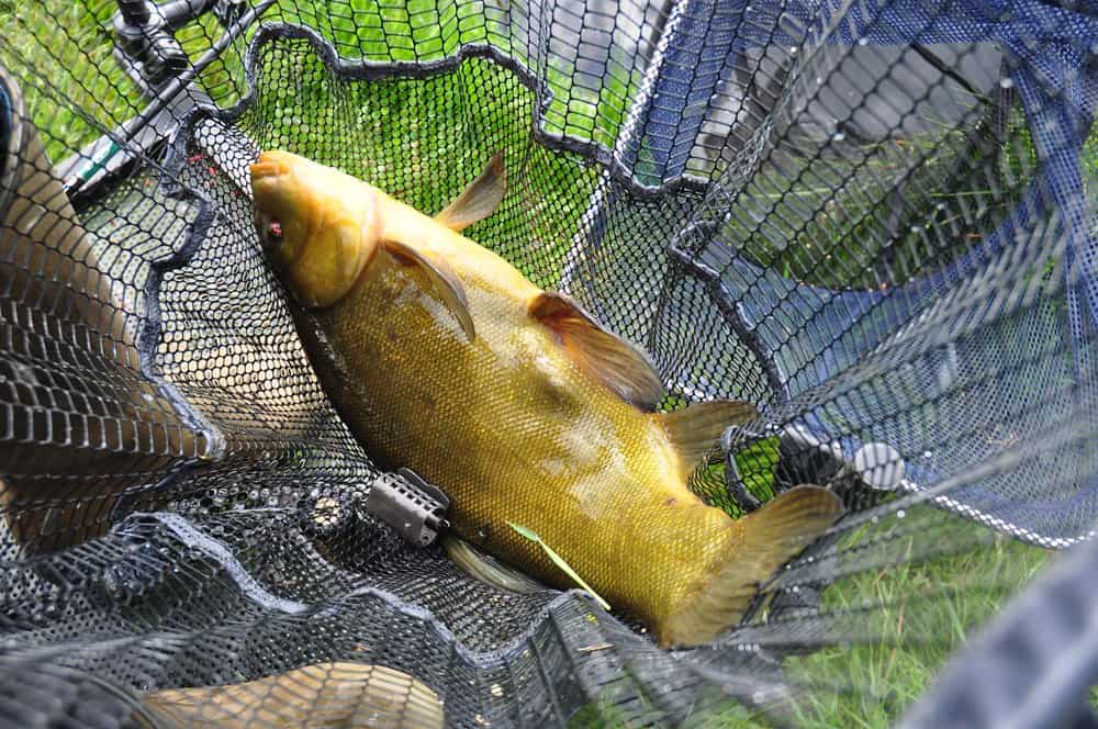 Alles vissen op de inline feeder met gele wafter of mini-boilie; opvallend!