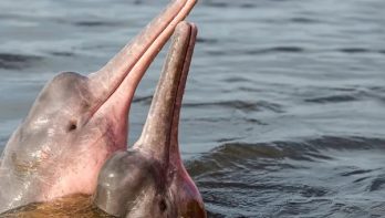 Historische verklaring biedt hoop voor bedreigde rivierdolfijnen in de wereld