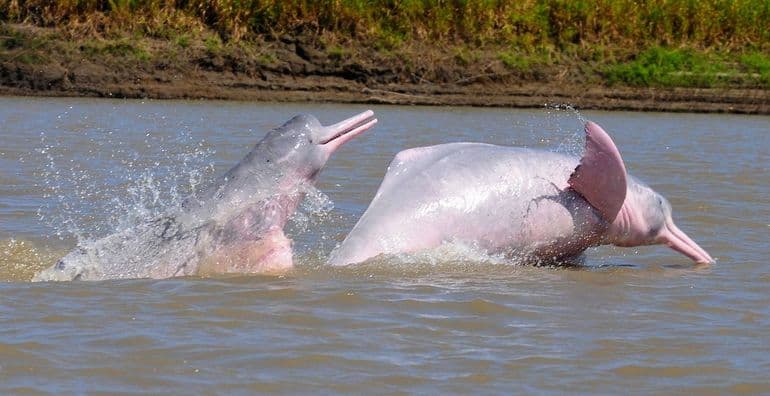 Twee springende rivierdolfijnen in de Orinoco (Bron: F. Trujillo)