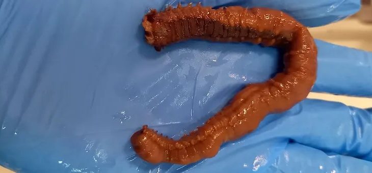 Bretonse reuzenwormen ook in de Noordzee