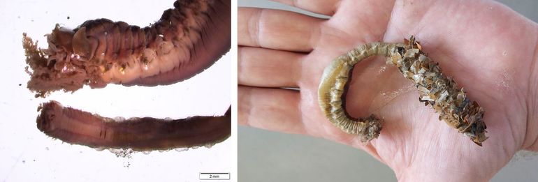 Links: de Reuzenschelpkokerworm in zijaanzicht (boven) versus de Schelpkokerworm in onderaanzicht (onder); rechts: Reuzenschelpkokerworm, geconserveerd exemplaar op de hand van de eerste auteur, Bruine Bank (Bron: Ton van Haaren)