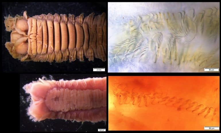 Boven: de Reuzenschelpkokerworm (Loimia ramzega) voorzijde onderkant (linkerfoto) en borstels (rechterfoto). Onder: (gewone) Schelpkokerworm (Lanice conchilega) voorzijde onderkant (linkerfoto) en borstels (rechterfoto). Zie ook de maatverdeling (Bron: Ton van Haaren)