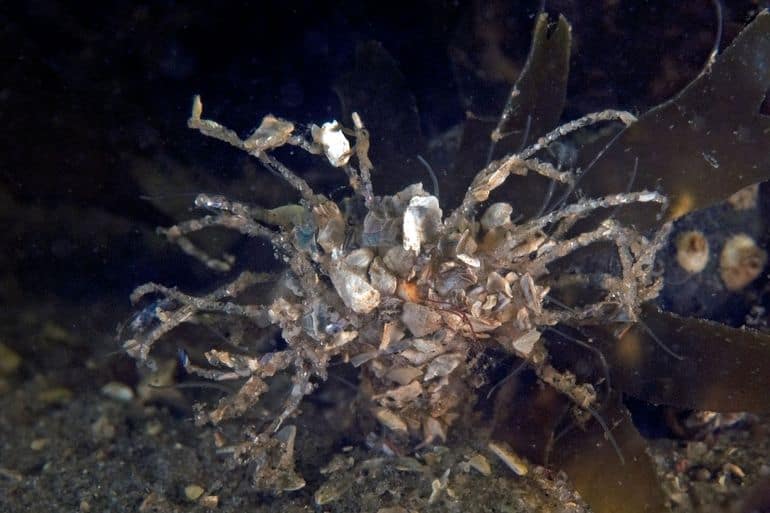 Boven het sediment uitstekende koker van de Schelpkokerworm (Lanice conchilega) met zijn typische filamenten (Bron: Marion Haarsma)